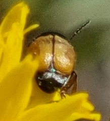 Cryptocephalus laetus