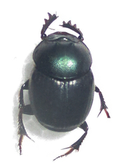 Onthophagus deterrens