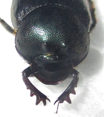 Onthophagus deterrens