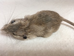 Chaetodipus penicillatus