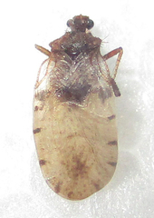 Holoptilus