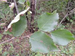 Betula dauurica