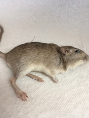 Chaetodipus penicillatus