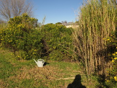 Echinochloa pyramidalis