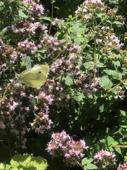 Pieris rapae