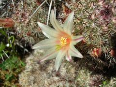 Mammillaria dioica