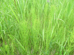 Equisetum palustre
