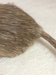 Chaetodipus penicillatus