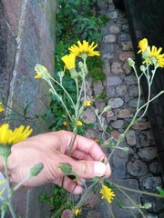 Cichorieae