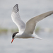Common Tern - Photo (c) Kentish Plumber, some rights reserved (CC BY-NC-ND)