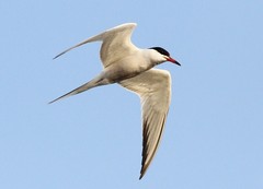 Common Tern photo 2