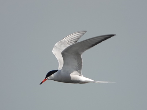 Common Tern, photo 9 of 10