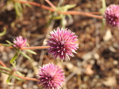 Gomphrena canescens