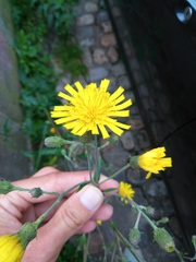 Cichorieae
