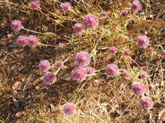 Gomphrena canescens