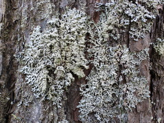Hypogymnia farinacea