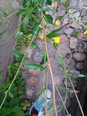Cichorieae