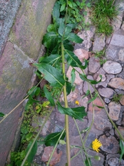 Cichorieae