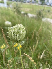 Daucus carota