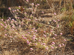 Gomphrena canescens