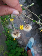 Cichorieae