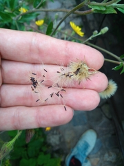 Cichorieae