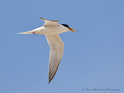 Little Tern