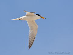 Little Tern photo 6