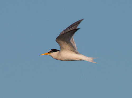 Little Tern