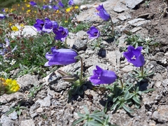 Campanula alpestris