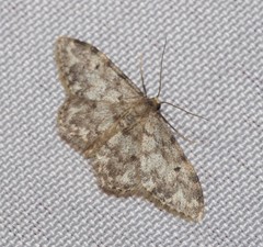 Idaea contiguaria