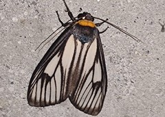 Macrobrochis prasena