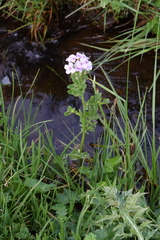 Cardamine raphanifolia acris