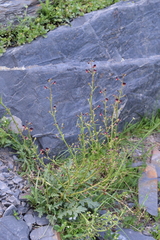 Scrophularia olympica