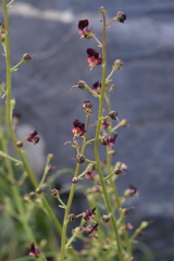 Scrophularia olympica