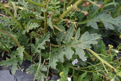 Scrophularia olympica