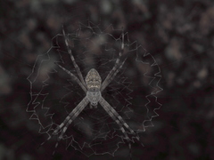Argiope mascordi