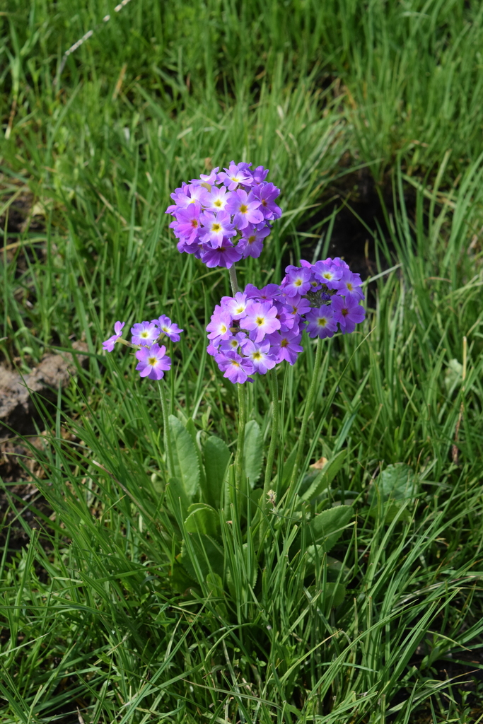 Auricula