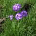 Primula auriculata - Photo (c) Nadezhda Liksakova, osa oikeuksista pidätetään (CC BY-NC), lähettänyt Nadezhda Liksakova