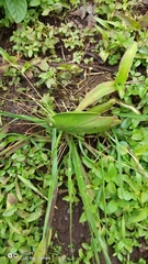 Teratodes monticollis