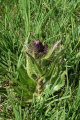 Cirsium simplex