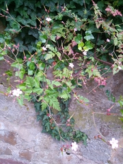 Geranium robertianum