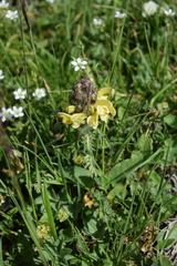Pedicularis sibthorpii