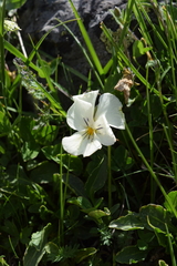 Viola oreades