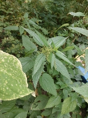 Urtica dioica
