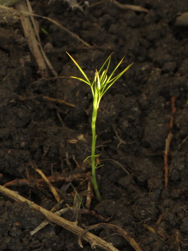 Image of Psoralea fascicularis by (c) Jeremy Gilmore, some rights reserved (CC BY)