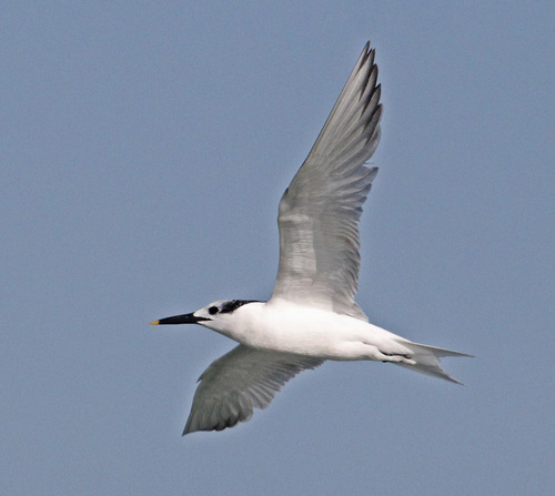 Sandwich Tern