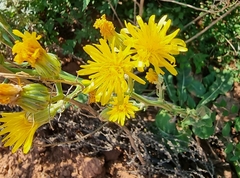 Crepis pannonica