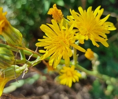 Crepis pannonica