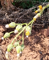 Crepis pannonica